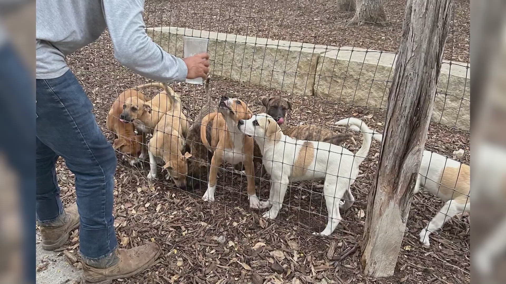 "To see it this intentional, that that was rough," said Jennifer De Los Reyes. "Just a pile of kibble in a dog park, and nine puppies."