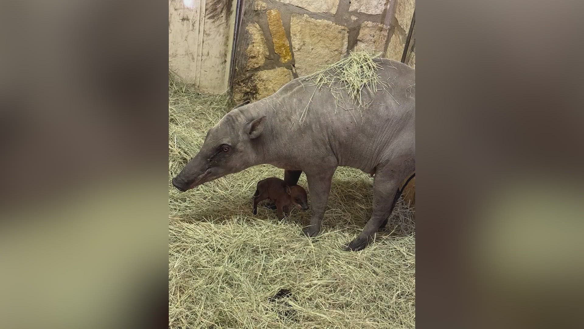 The birth of a babirusa helped them ring in the new year.