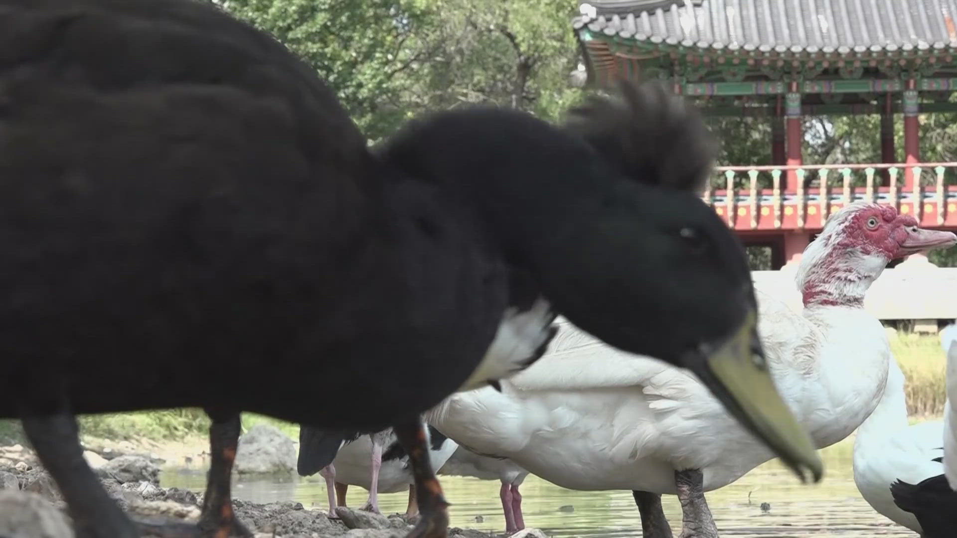 Audubon Texas is promoting their 'Lights out, Texas' initiative to protect migratory birds as they move through Texas.