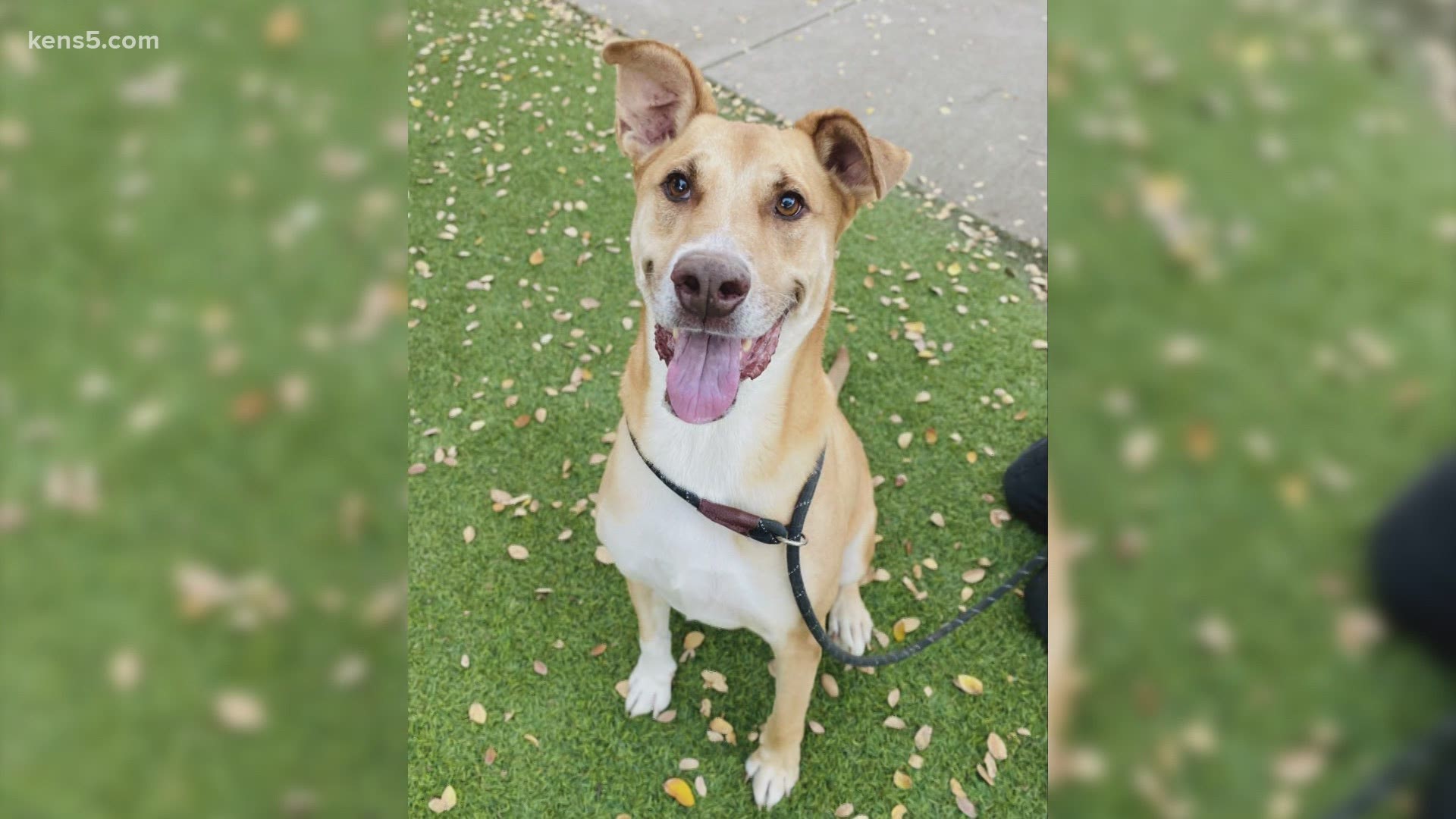 Sterling is a good walker and is still working on his manners, but loves to learn new tricks. The San Antonio Humane Society's adoption fees are reduced right now.