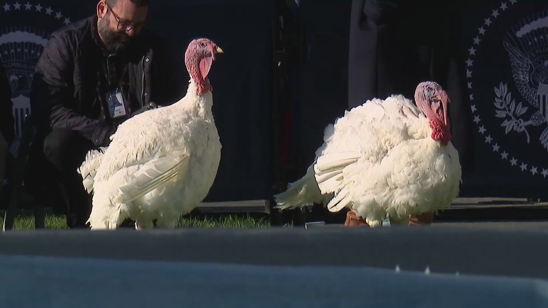 "Peach" and "Blossom" made the 16-hour trip to the White House where they received a special presidential pardon from the Commander-in-Chief on Monday.