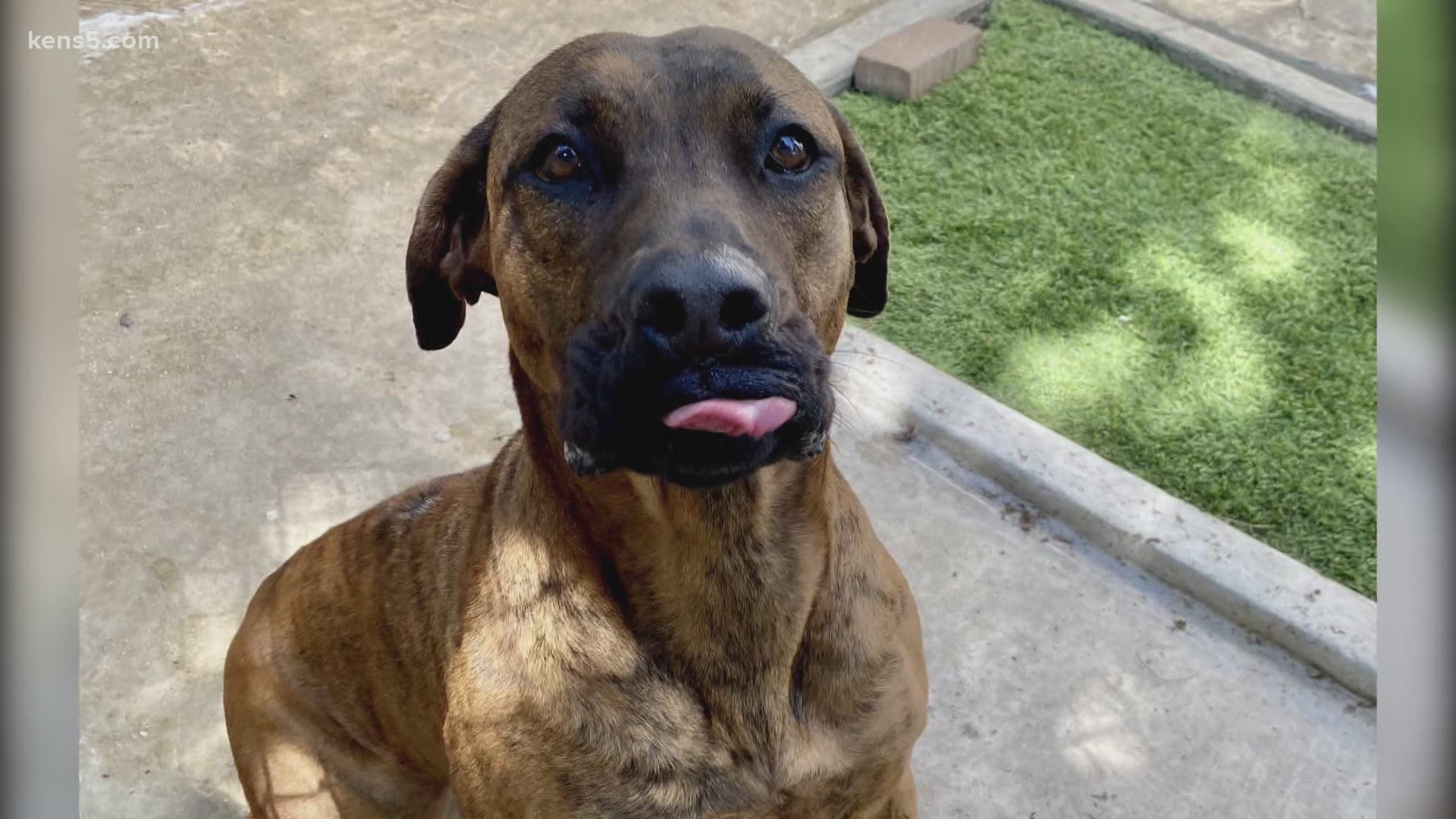 The San Antonio Humane Society says she's a 3-year-old retriever mix, described as a gentle giant. Daryln can sit, follow other commands and is very treat motivated.