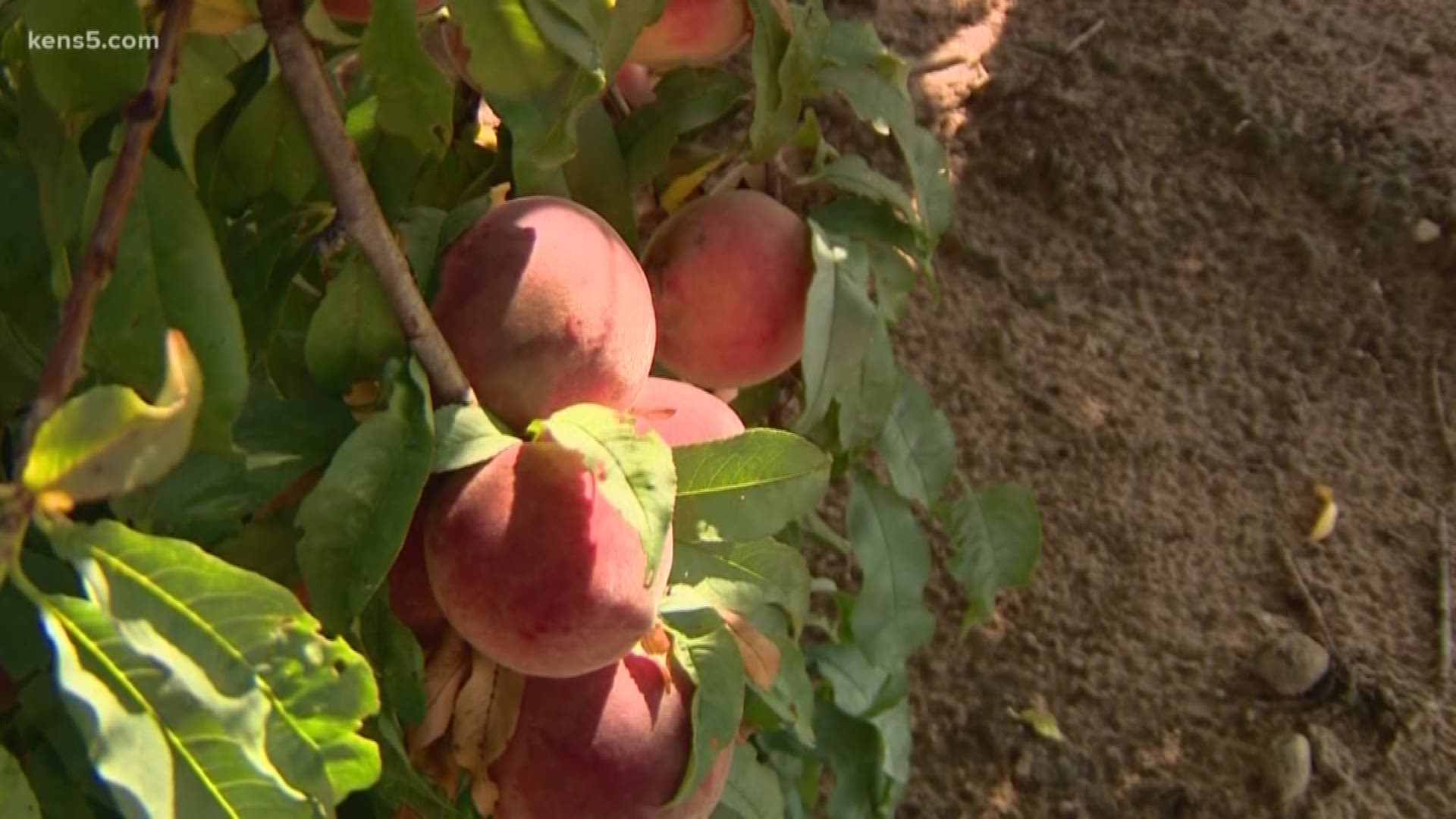KENS 5's Barry Davis explores the peach industry in this week's Texas Outdoors.