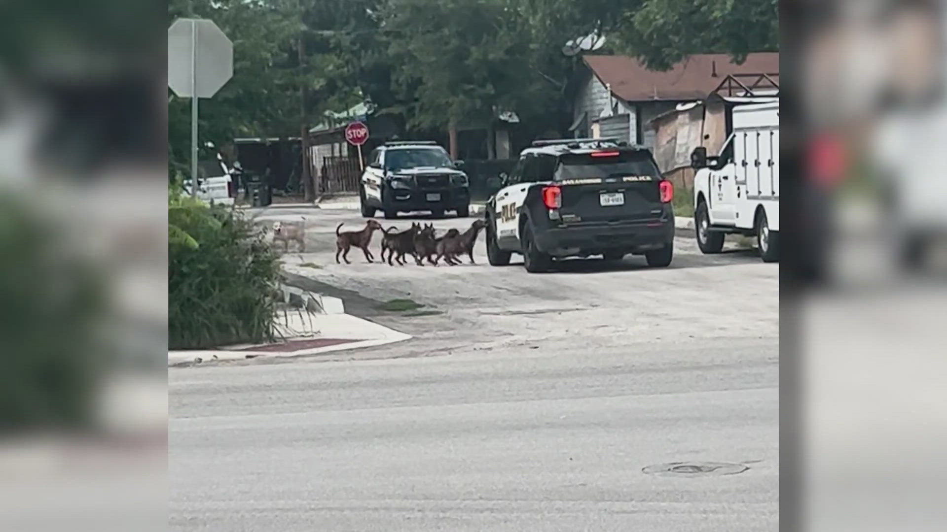 The 44-year-old woman suffered a bite to her right leg as she was walking her dog on West Southcross near Priscilla Street.