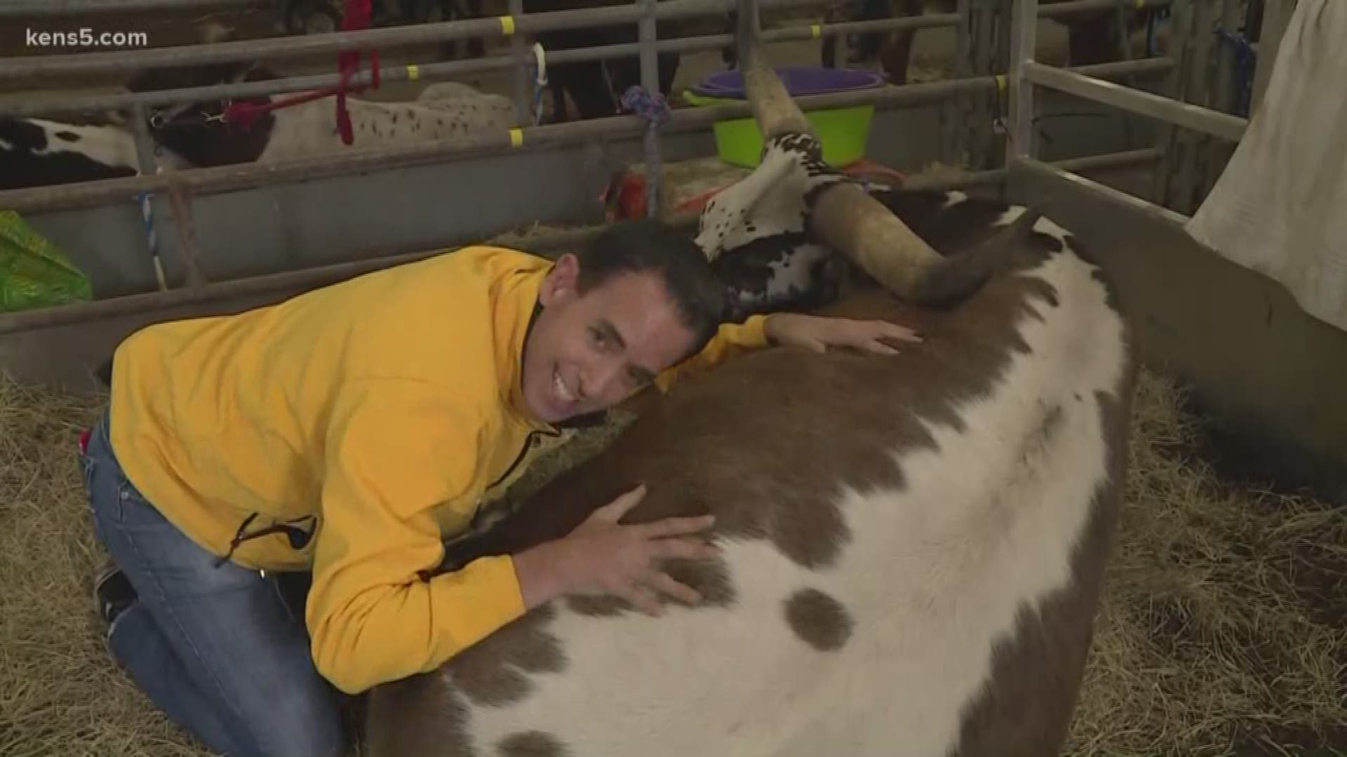 We're cuddling with Cows at the San Antonio Stock Show and Rodeo