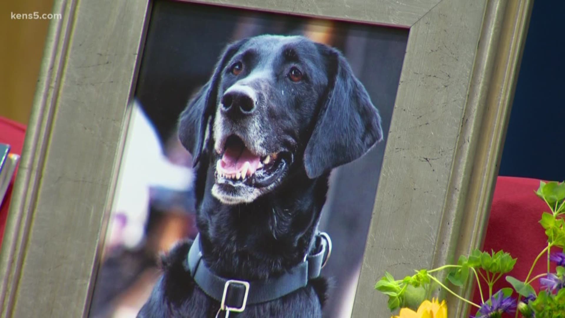 She died earlier this month after serving SAFD for nine years. Firefighters trained Kai in accelerant detection after rescuing her from a shelter. During her time on the force K-9 kai was awarded the American Humane Arson Dog of the Year in 2014 and was featured in two National Geographic books. But her handler, Justin Davis, says she was more than an award-wining K-9.