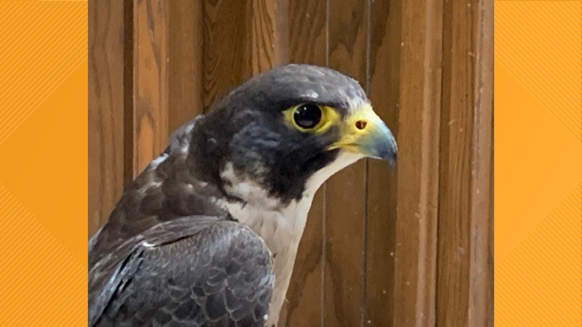 Local bird rescue group needs newspapers to help efforts - Vimarsana News