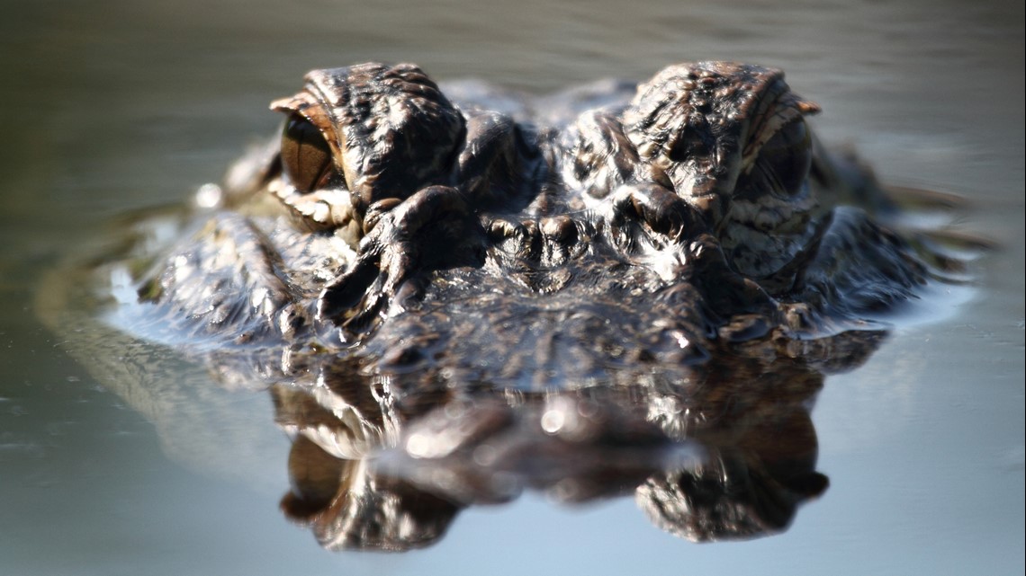 San+Antonio+Shocked+by+20-Foot+Alligator+Napping+in+Park