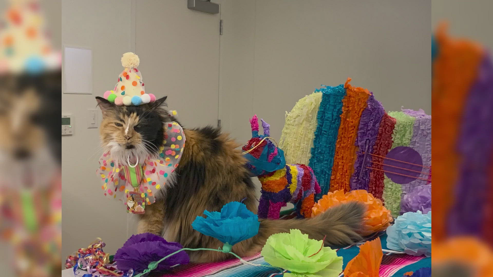 The calico beauty lives on the grounds and has a staff that takes care of all her needs.