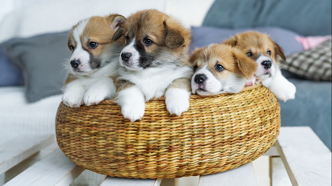 North Texas bar hiring 'puptern' to pet puppies for 100/hour