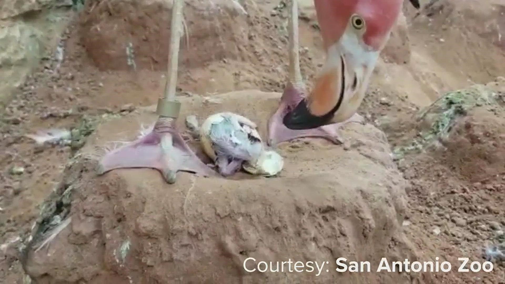 A baby flamingo recently hatched at the S.A. Zoo in time for Father's Day. (Video courtesy of San Antonio Zoo)