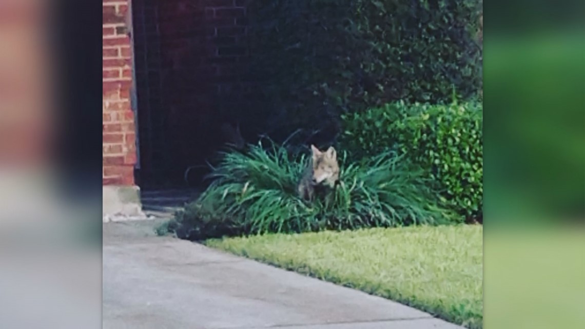 Coyote Park is open in San Antonio - SATXtoday