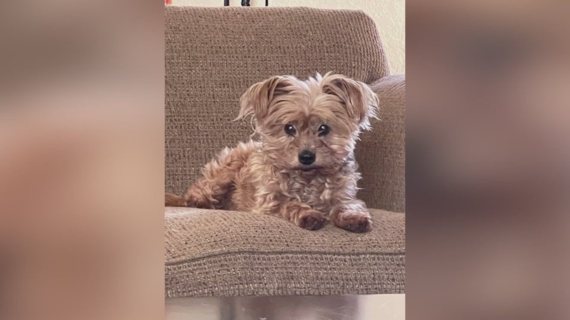 Big Red is yorkie mix found abandoned in Helotes | Forgotten Friends