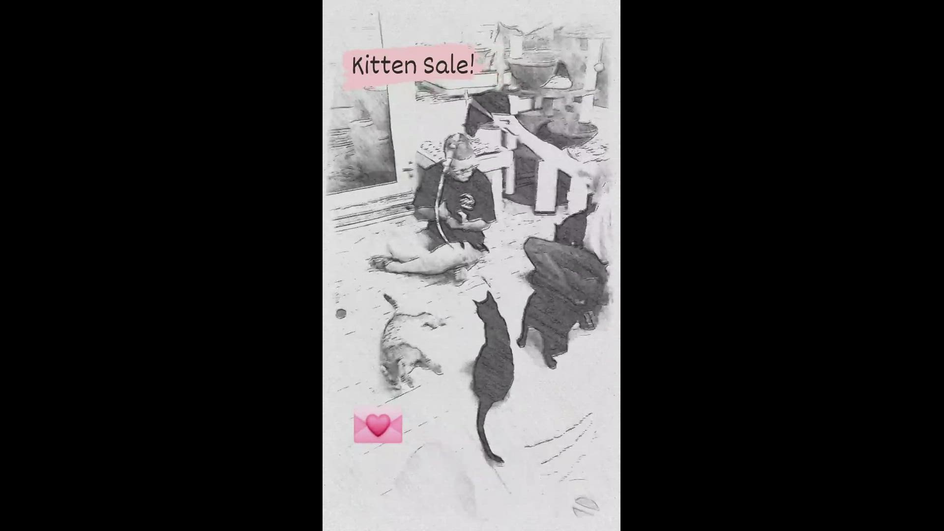 All kittens five months and older are on sale for half price!