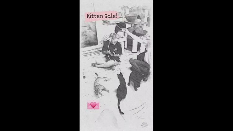 Kitten sale at BAHS