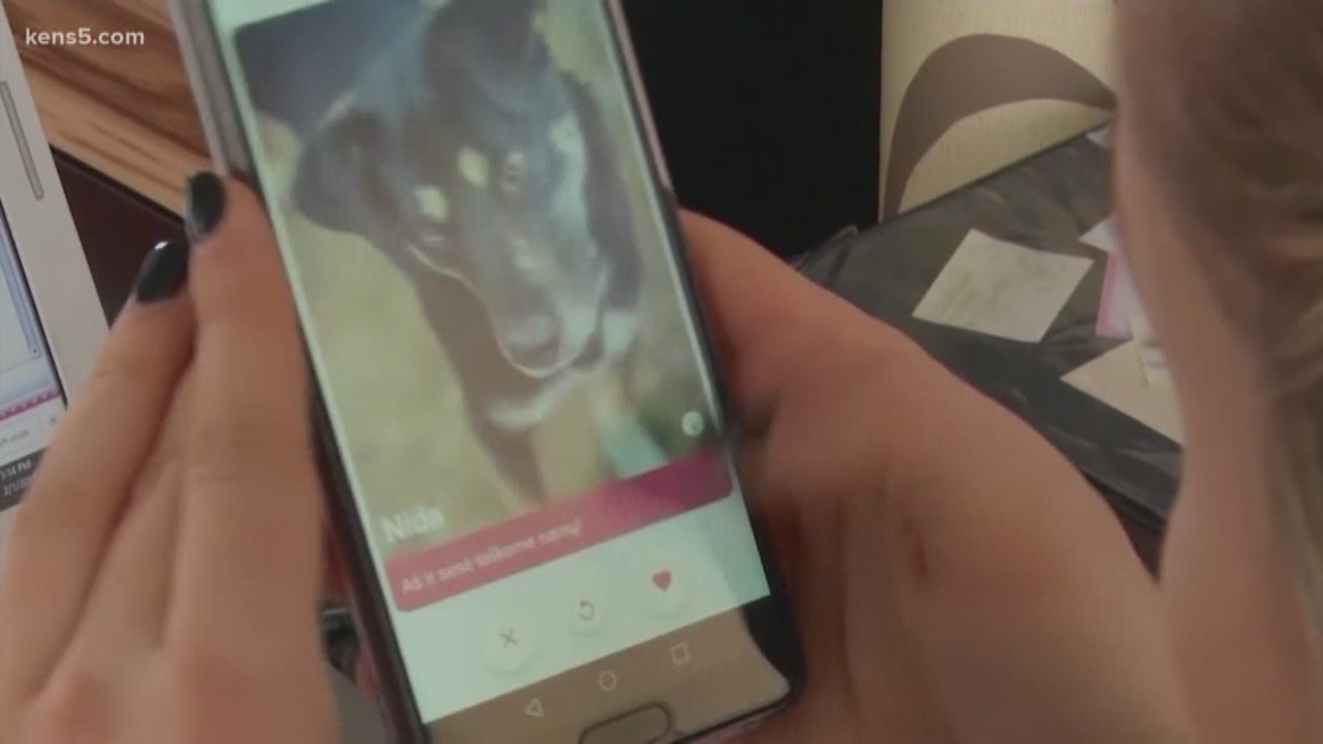 The service is called Get Pet, and it brings users photos of dogs complete with their own curated profiles.