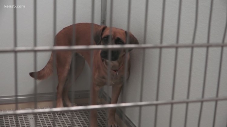 San Antonio Pets Alive! needs fosters, people to adopt as they enter 'code red'