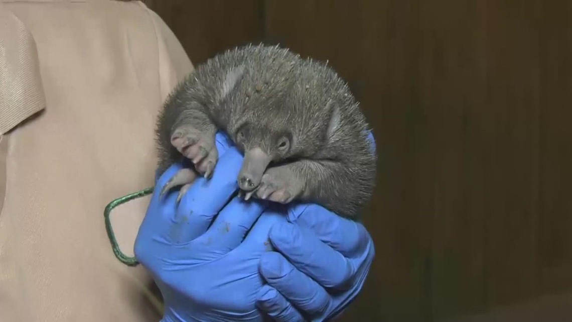 First puggle hatches at the Brookfield Zoo