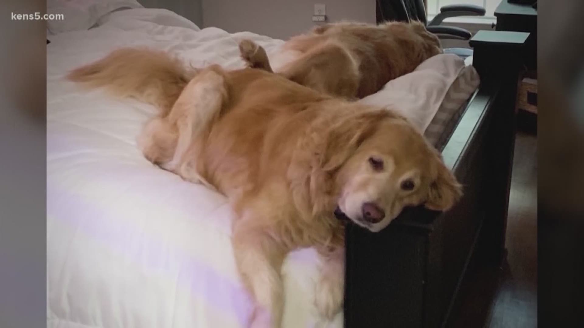 The couple even consulted with pet detectives, but there are still no signs of Acoria and Ripley. A pet sitter lost the golden retrievers four weeks ago.