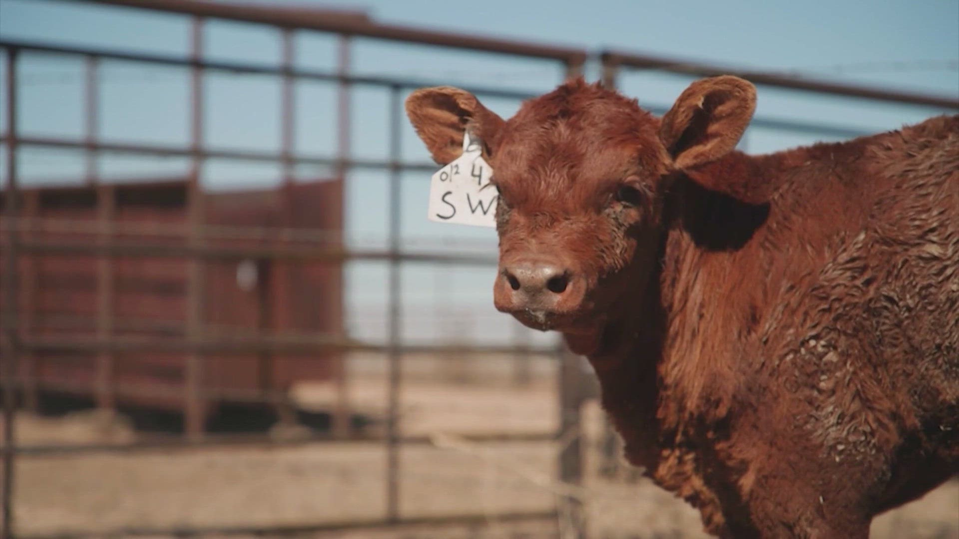 Now the U.S. Department of Agriculture is offering disaster assistance to Texas farmers and ranchers impacted by the wildfires.