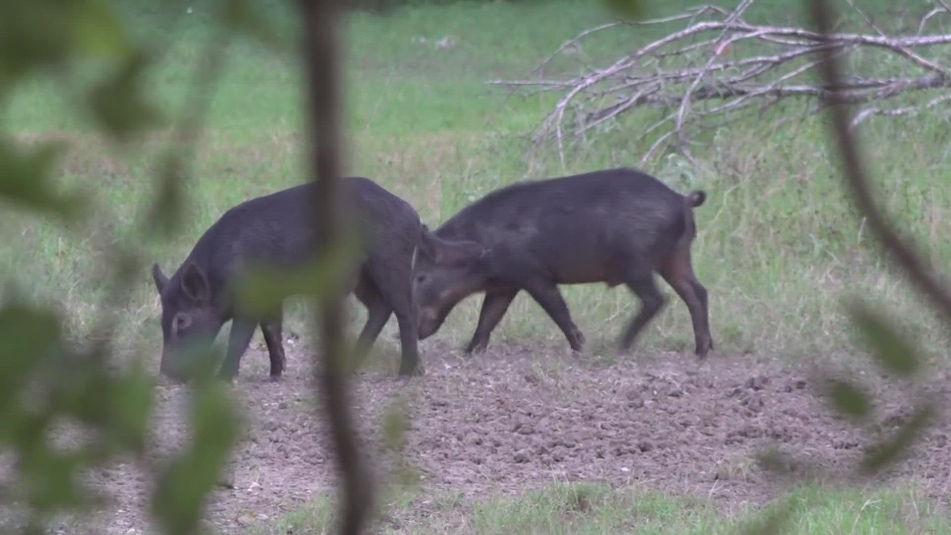 Roving packs of pigs plague the Salado Creek corridor.