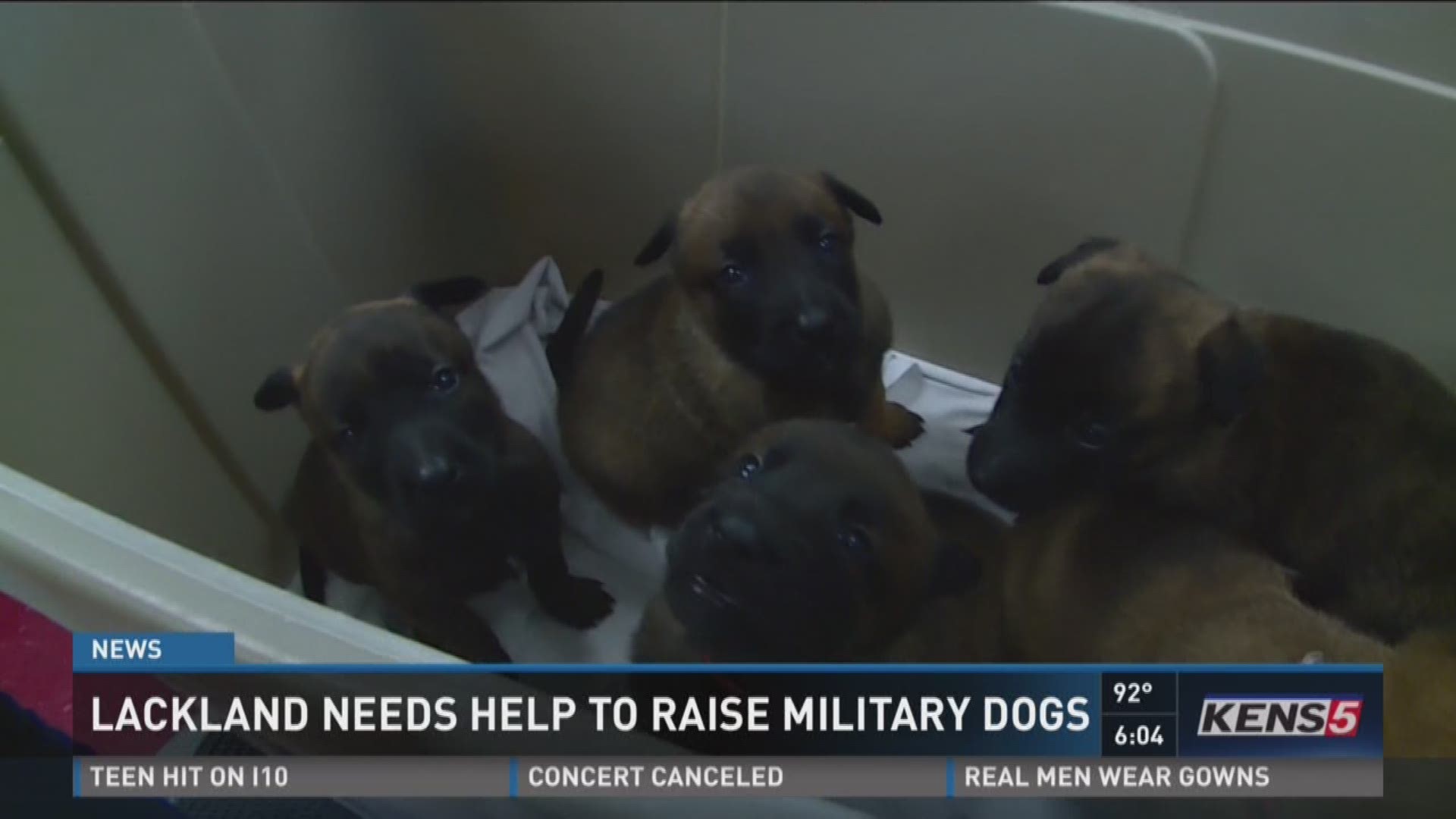 Foster homes needed for military dogs