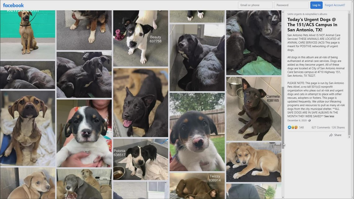 'We need a miracle' | San Antonio Pets Alive! and City Municipal Shelter out of space; need fosters