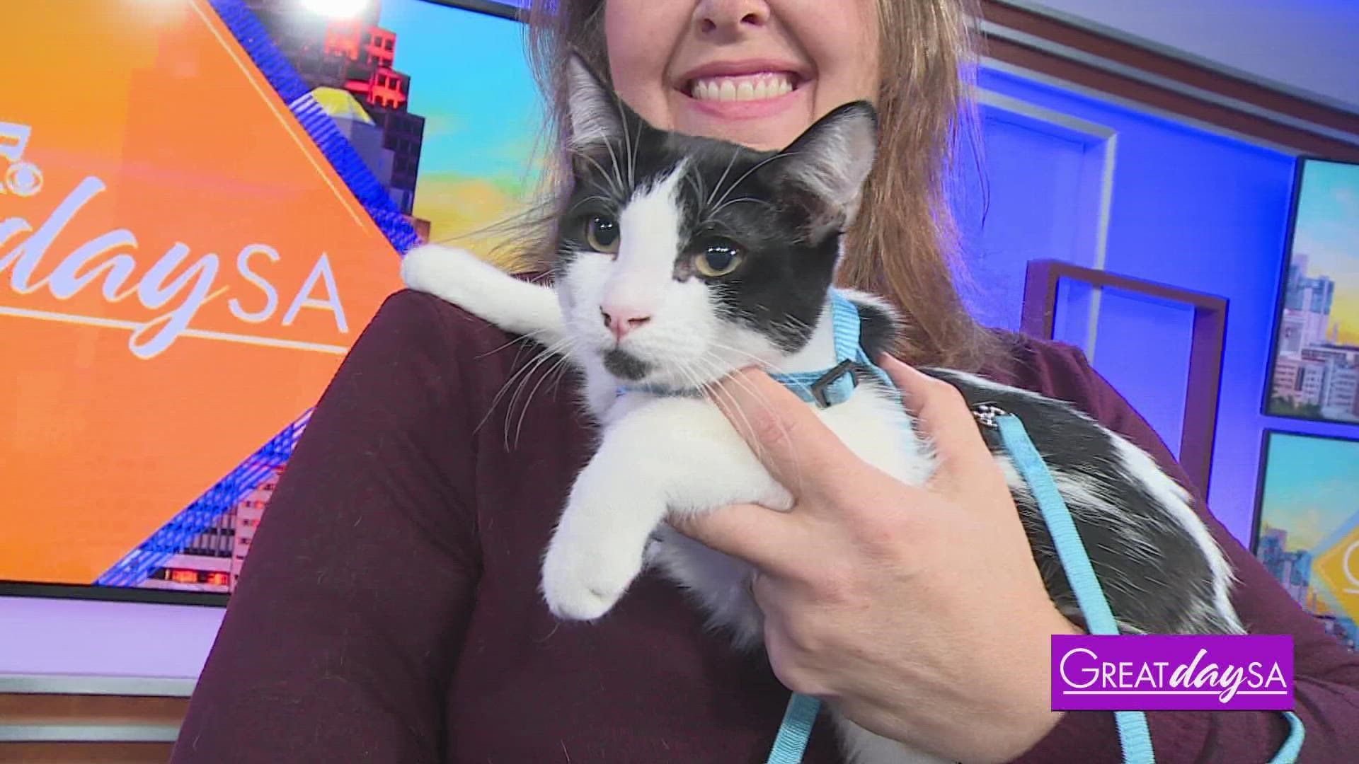 Footbridge Foundation introduces us to our Pets of the Week