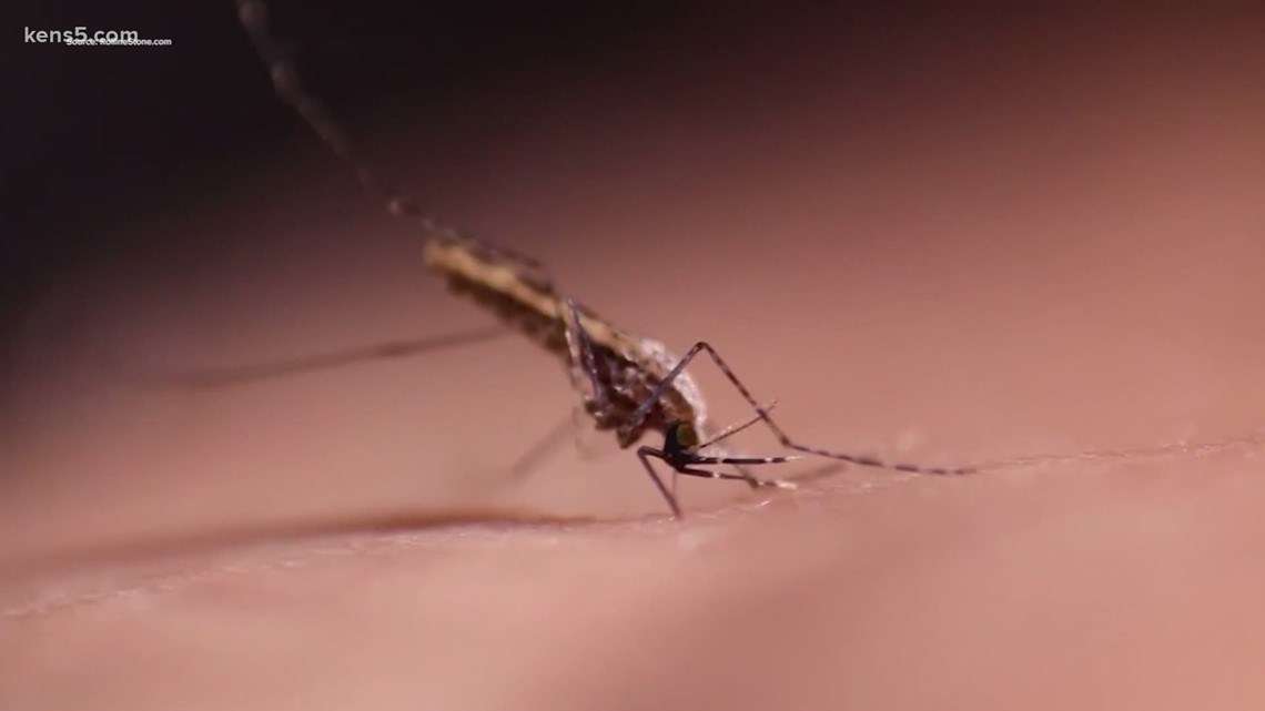 How to keep mosquitoes out of your yard this summer - Vimarsana News