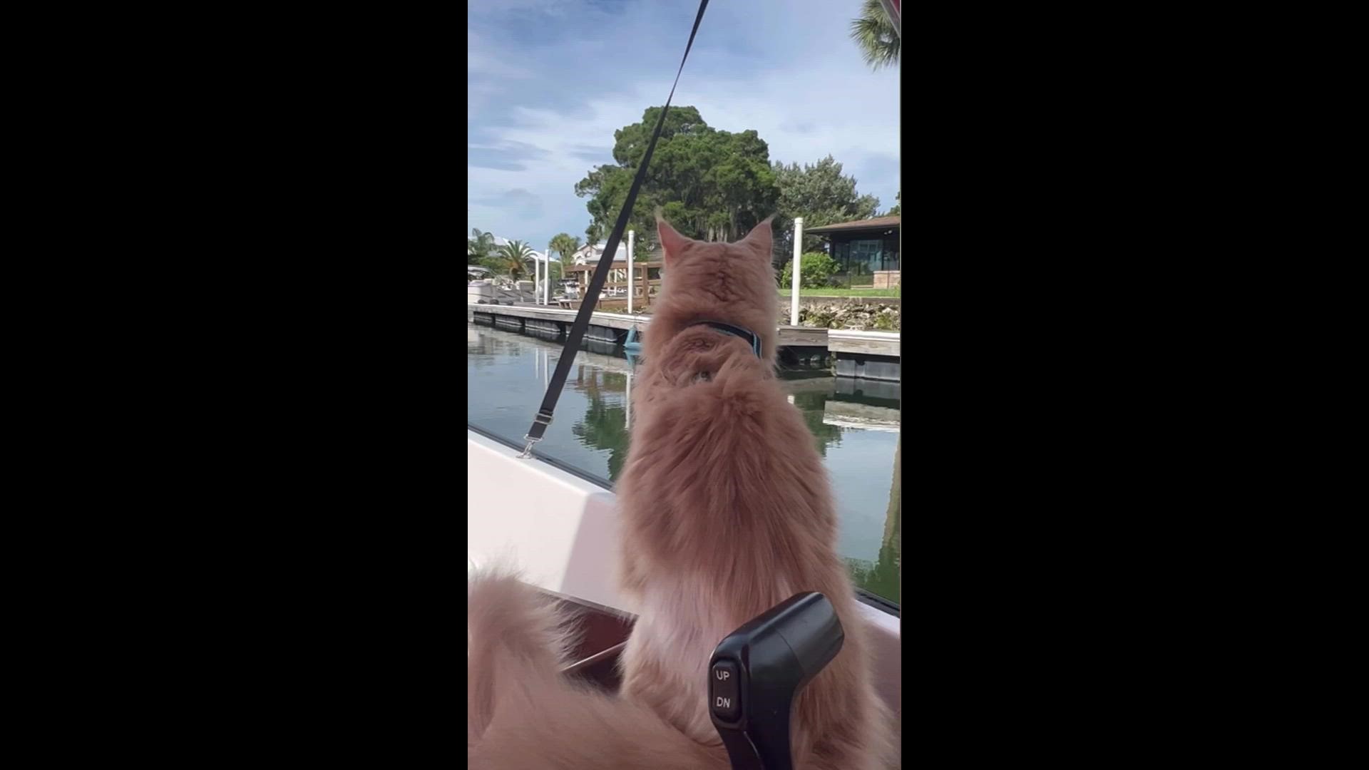 Fisher the Maine Coon, and his little brother Sailor, enjoy activities on the water including swimming, boating and paddle boarding.