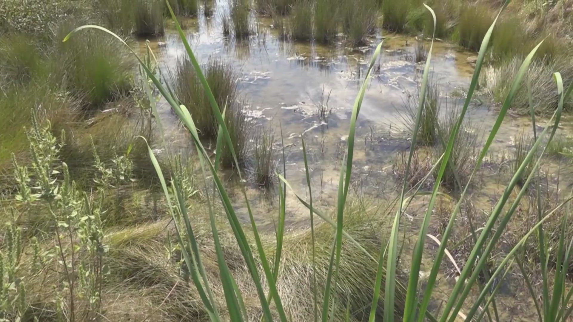 Ronald Schott said city drainage created a swamp on his farm. The City of Schertz is taking multiple steps to investigate after he called KENS 5. 