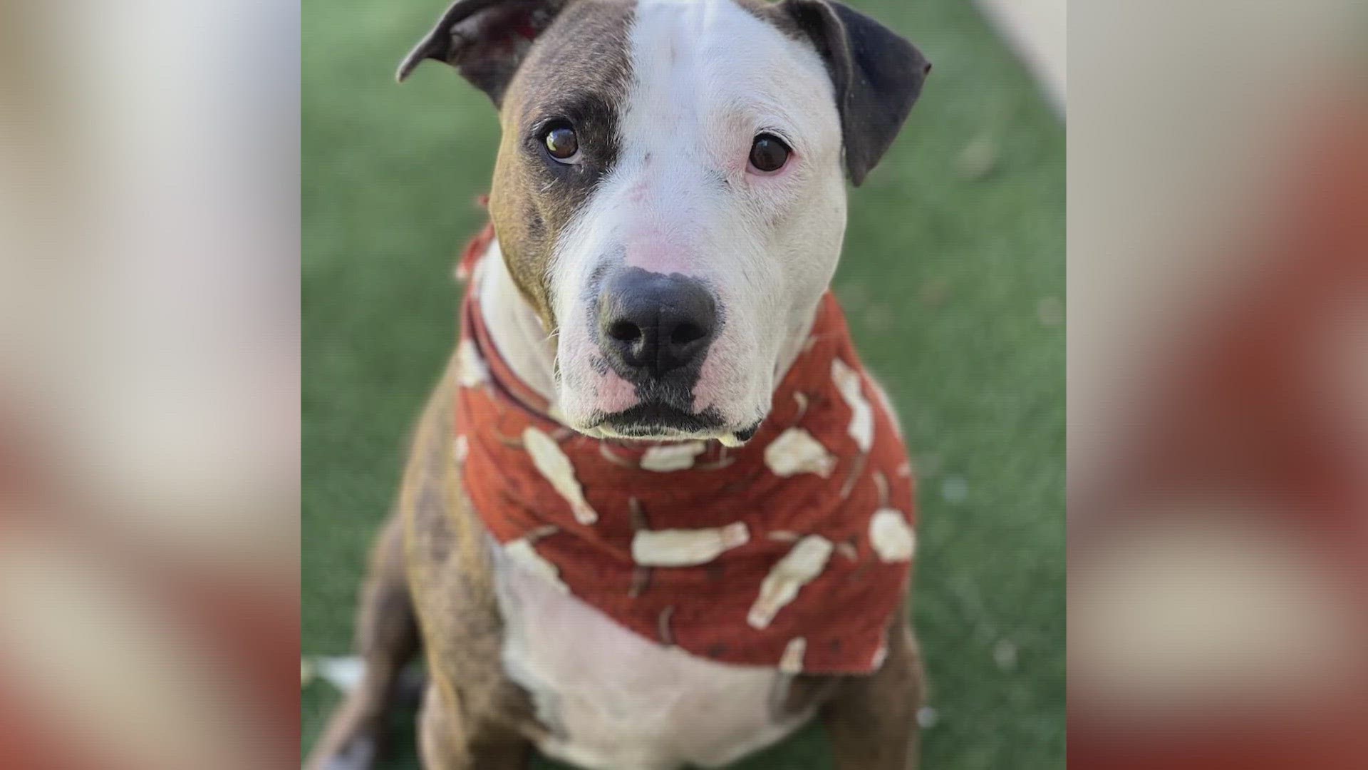 Being pulled from the euthanasia list doesn't guarantee a loving home right away. Zeke has spent more than 425 days waiting at the shelter for someone to notice him.