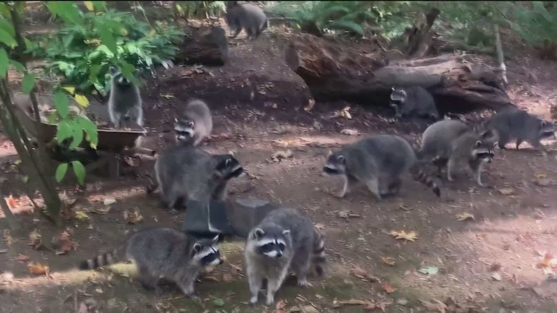 The woman told deputies she started feeding raccoons around her house about 35 years ago without any problems. Six weeks ago the population of raccoons "exploded."