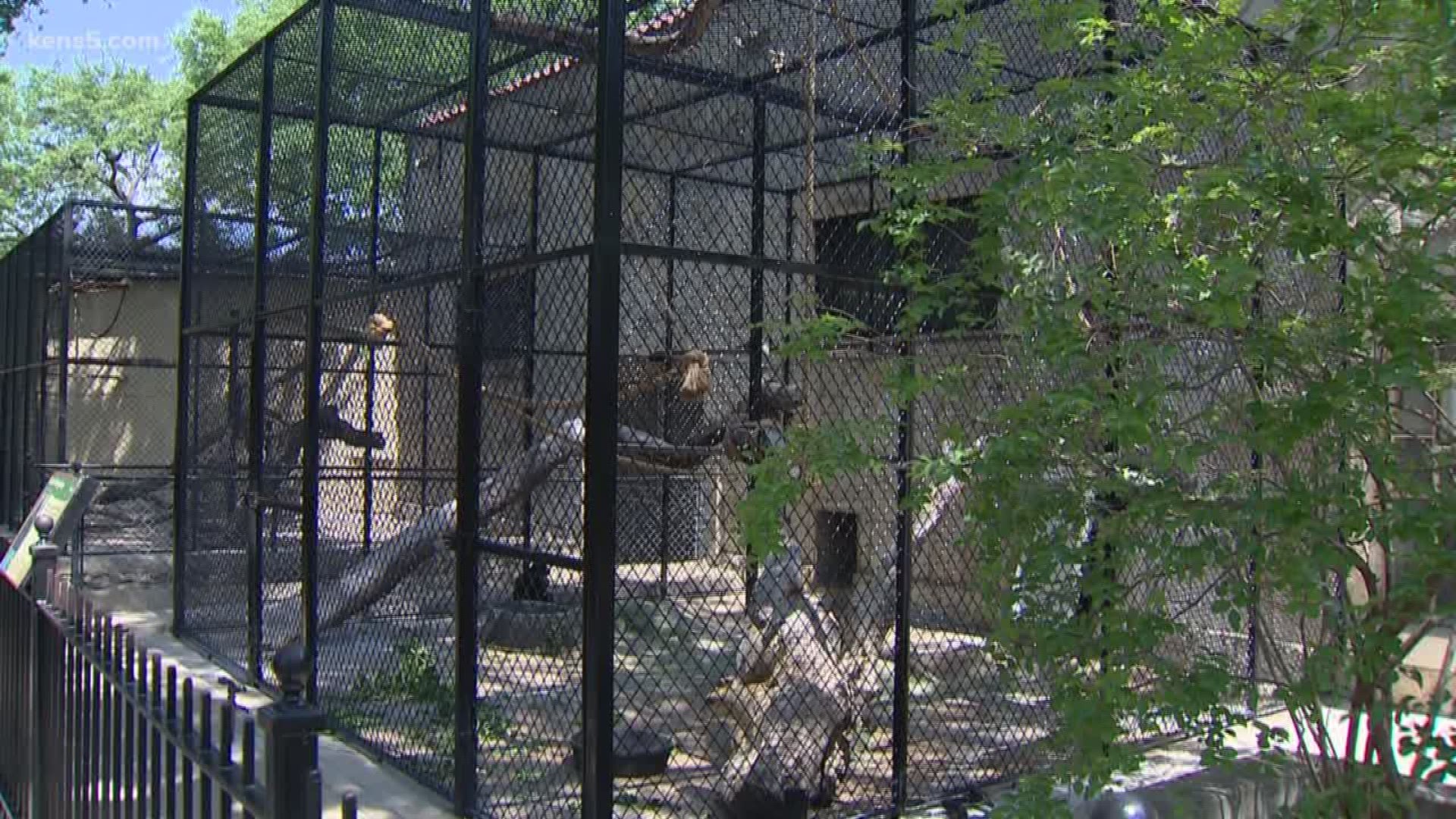 If you want to "monkey around" at the San Antonio Zoo, you better act fast. That's because the zoo has a major change scheduled for their exhibit. Eyewitness News photojournalist Ivan Gibson has more.