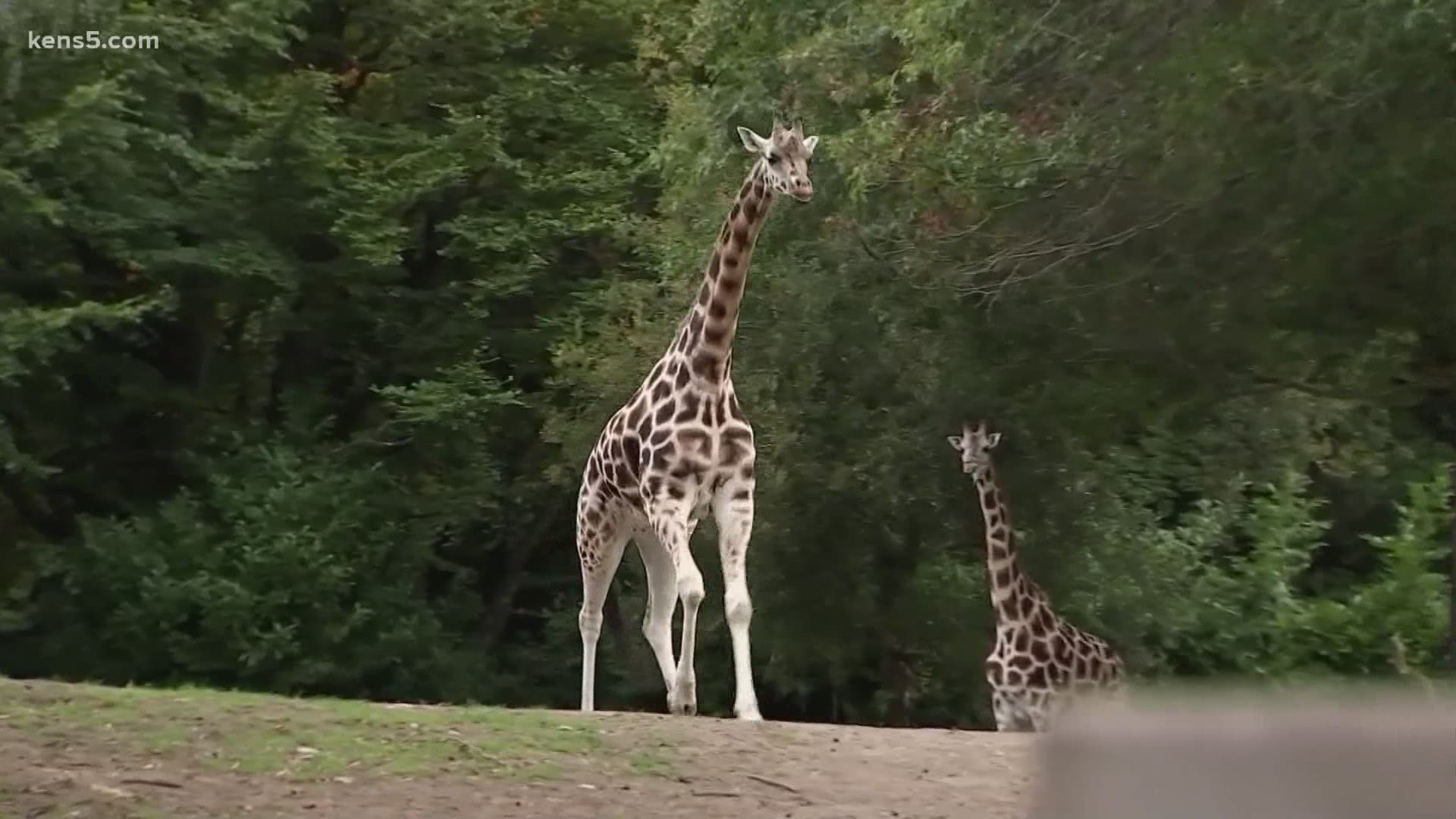 Giraffe given special shoes so he can walk, run 