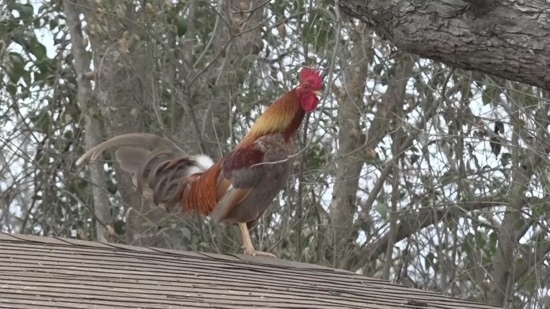 An expert with Animal Care Services weighs in on what is legal when allowing backyard chickens and the proper way to care for them.