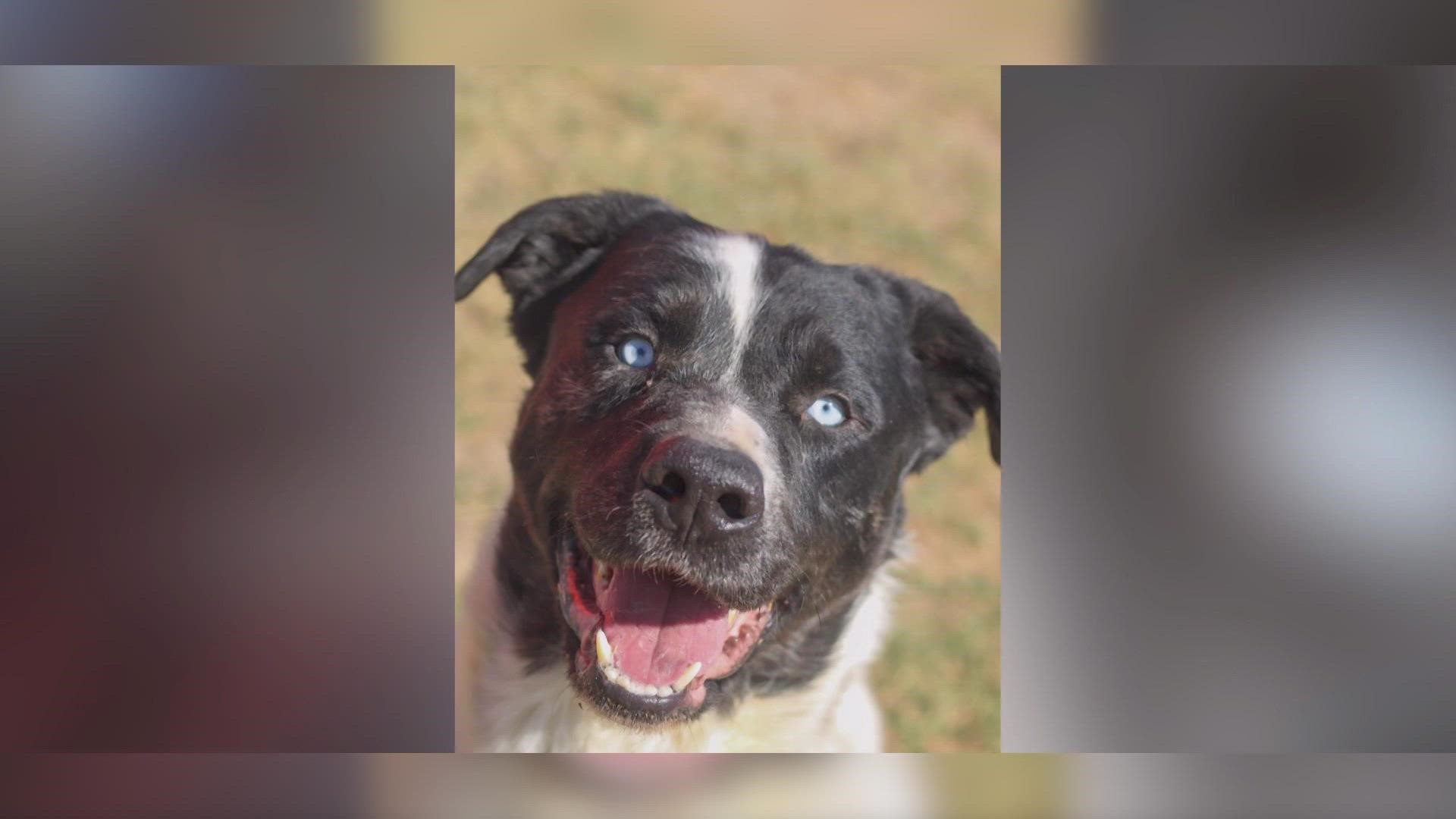 He is a 3-year-old Catahoula mix who is getting anxious in the kennel setting and just wants someone to love him.