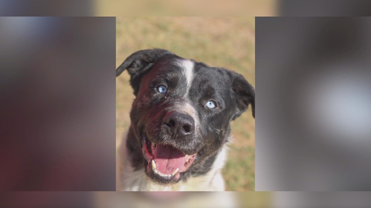 Harvey was saved from a kill shelter in Kerr County | Forgotten Friends