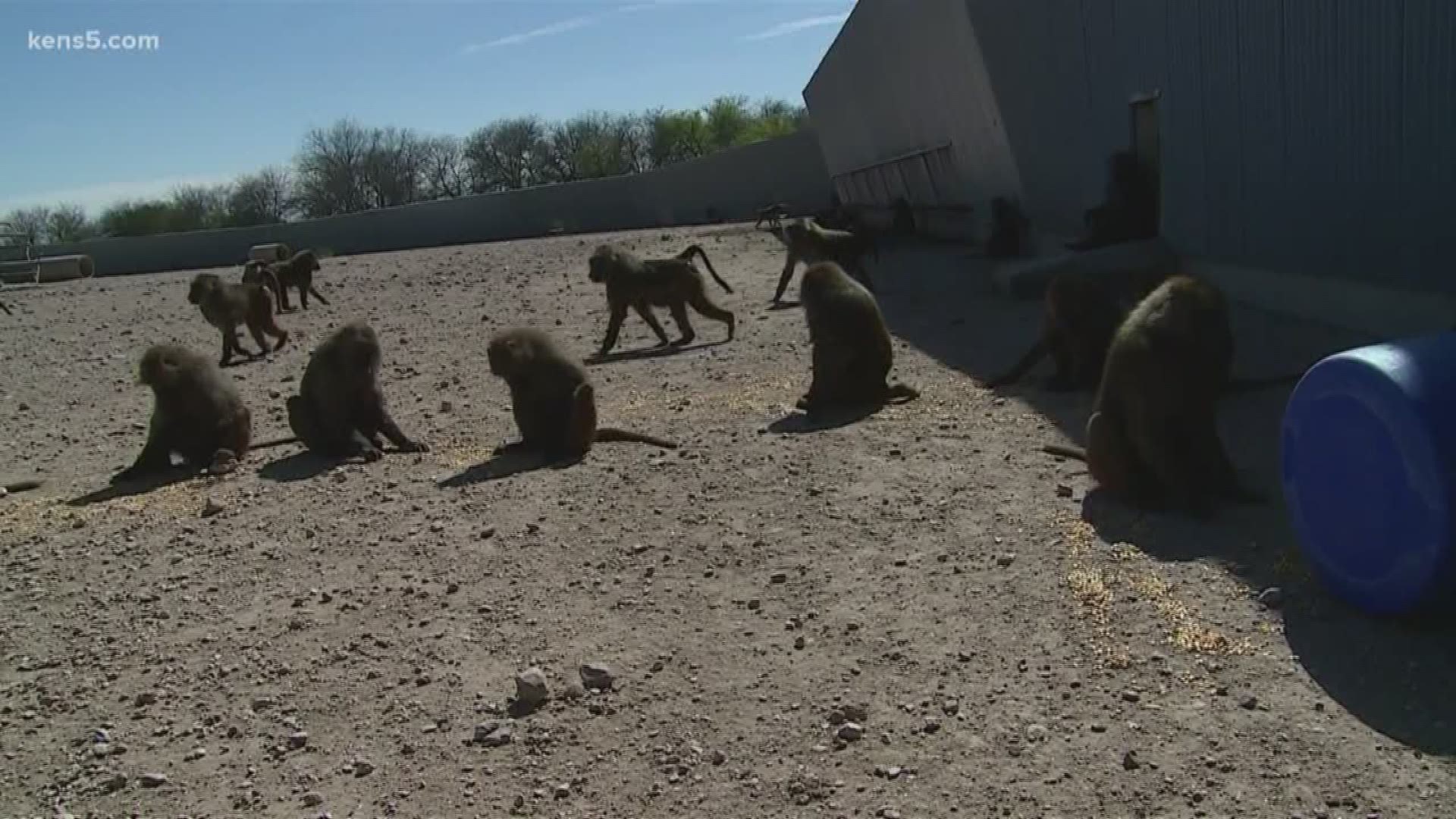 After four baboons escaped their outdoor enclosure at the Texas Biomedical Research Institute on Saturday, Eyewitness News reporter Jeremy Baker tells us how the primates managed to get out. (Some video courtesy of Texas Biomedical Research Institute.)