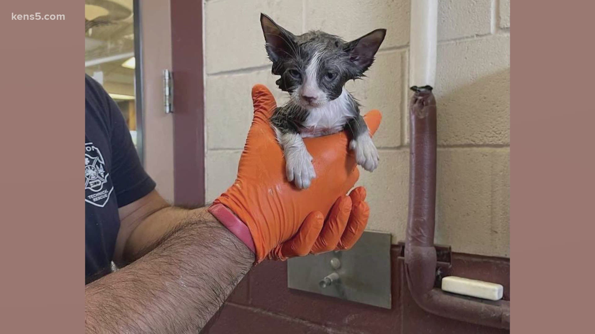 The family who alerted the firefighters to the stuck cat said they would adopt the animal. Firefighters used an electric saw to carefully free the feline.