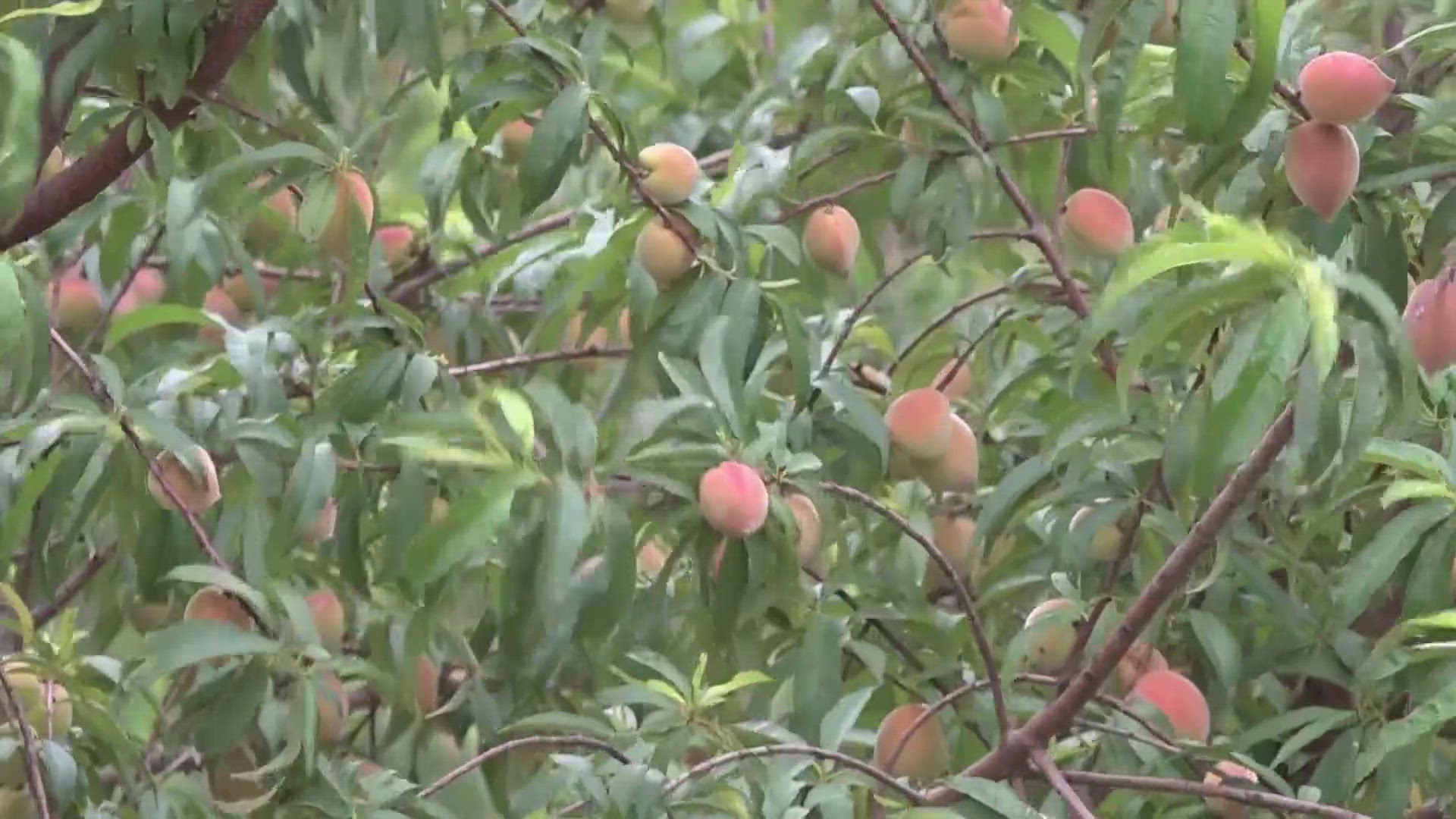 Growers in Gillespie County are hoping this year will be good year for peaches as harvest season arrives.