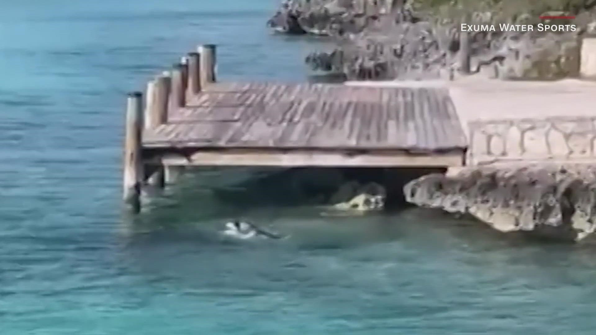 Tourists in the Bahamas witnessed a rare standoff between a dog and a shark and it was all caught on camera.
