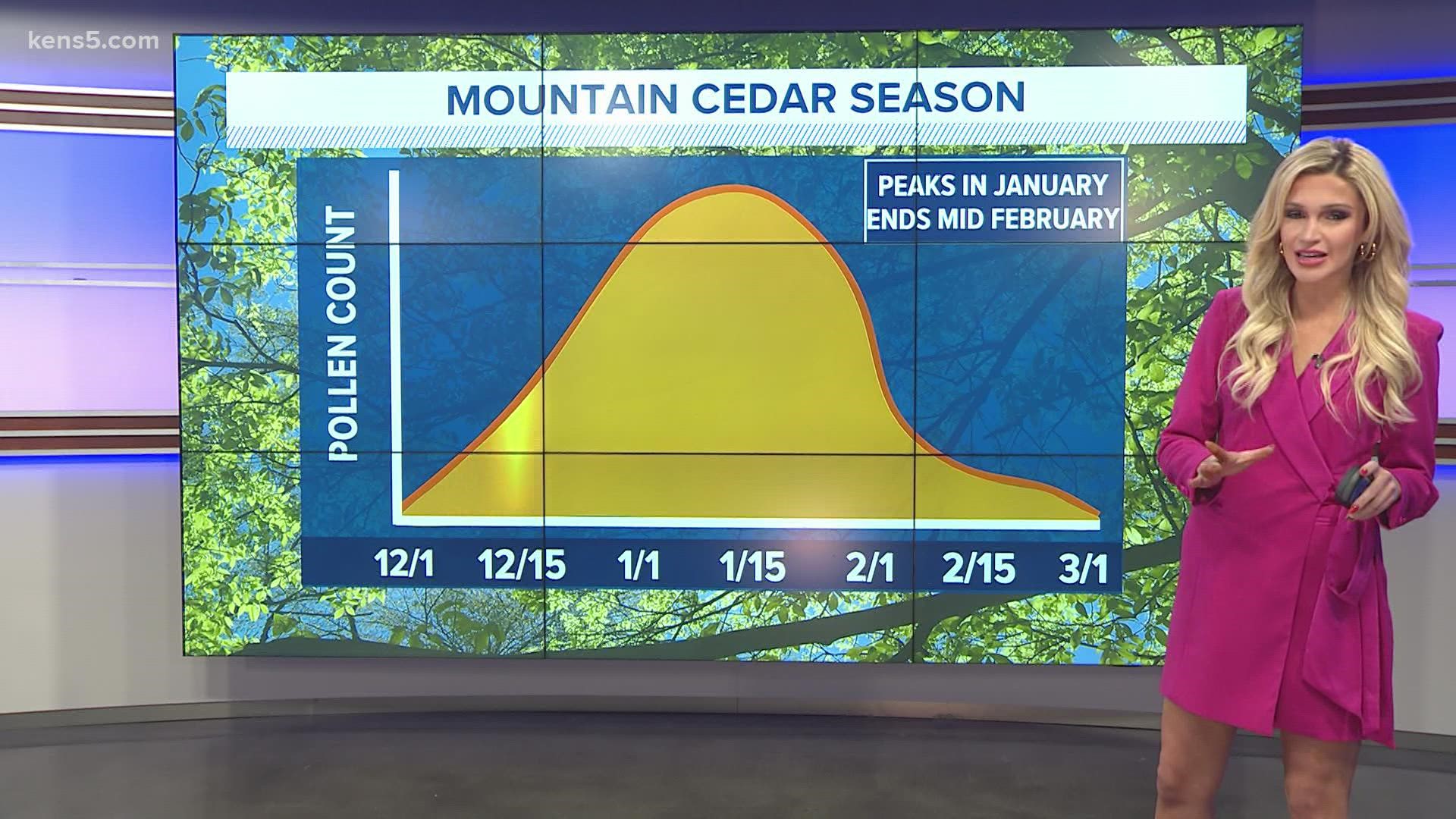 Usually, mountain cedar season peaks in January. And we usually mark the end on Valentine's Day.