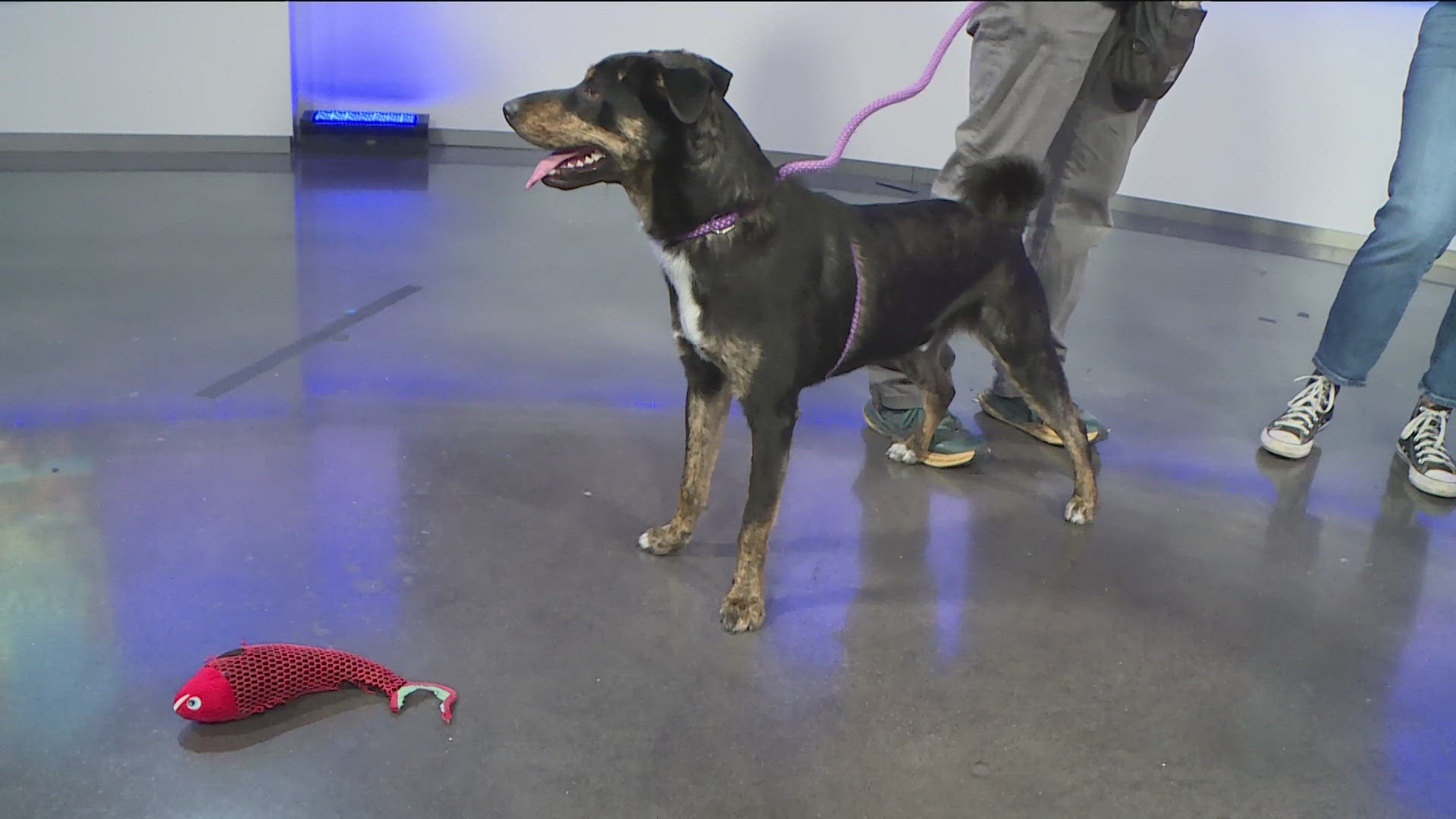 He's a lovable and sweet boy who's always eager for treats!