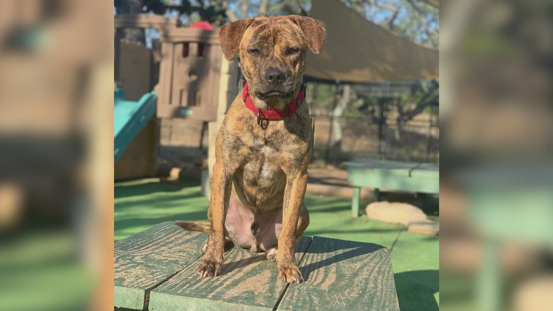 He's a 2-year-old Mountain Cur mix who's super-sweet and fun-sized, weighing in at 38 pounds.