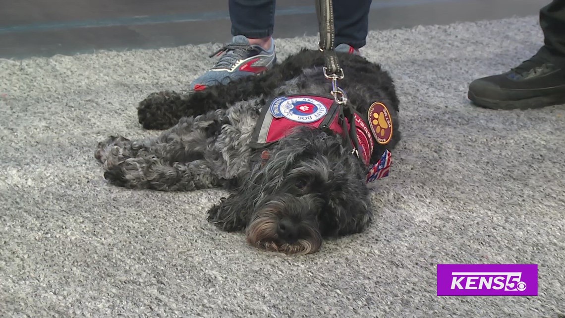 Therapy Dogs heal those in need | Great Day SA