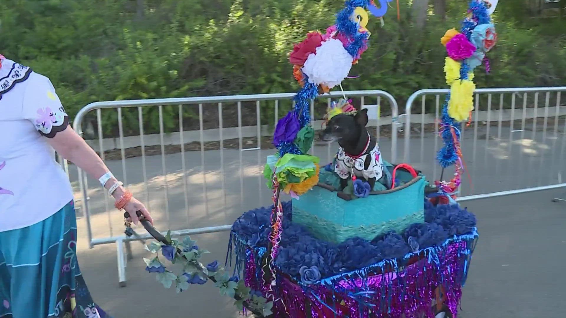 There were more than 800 doggos dressed in costumes and on floats in the 2023 Fiesta Pooch Parade.