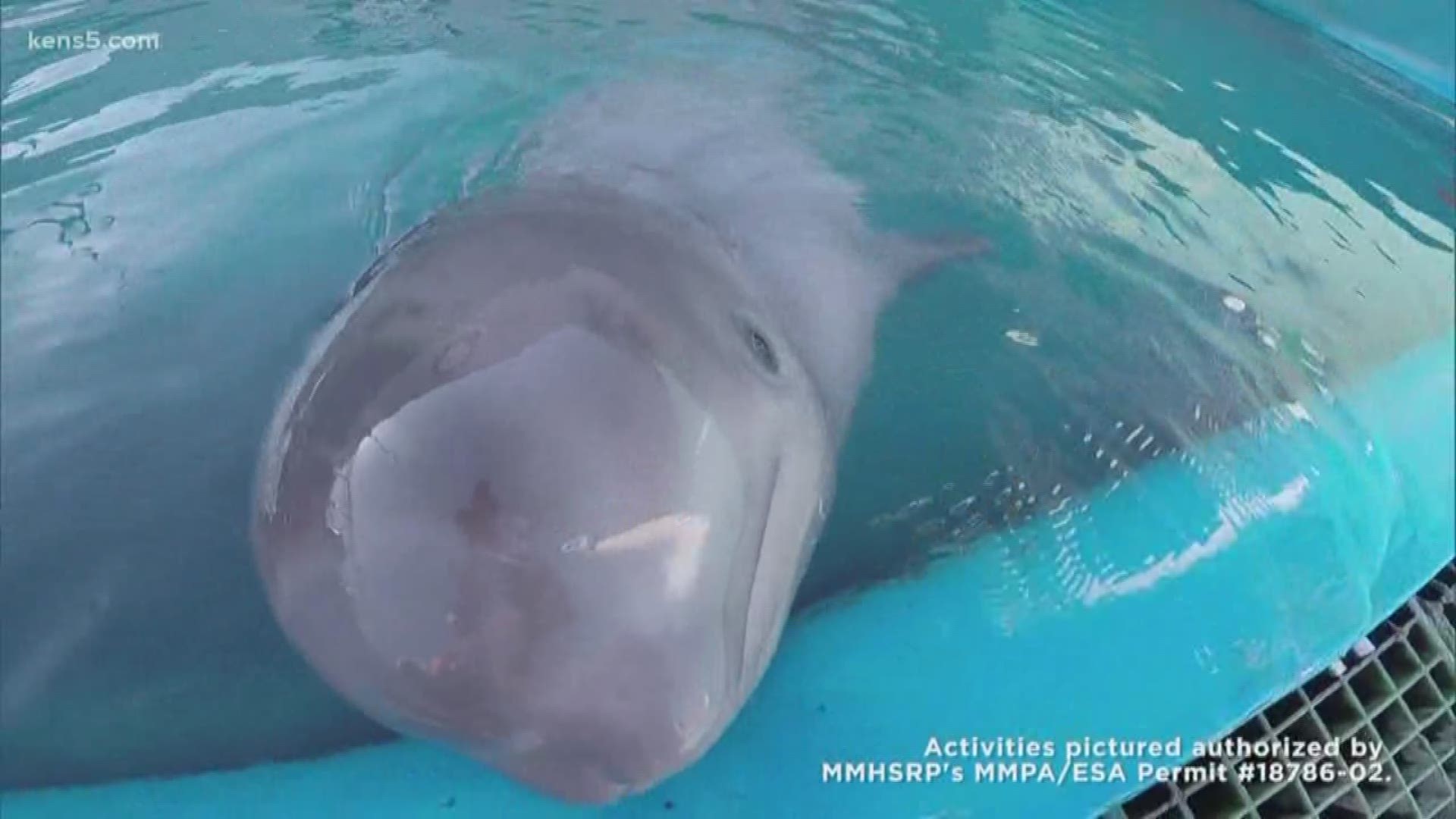 A beluga calf that was found abandoned in Alaska and brought to SeaWorld San Antonio is sick and is being treated.