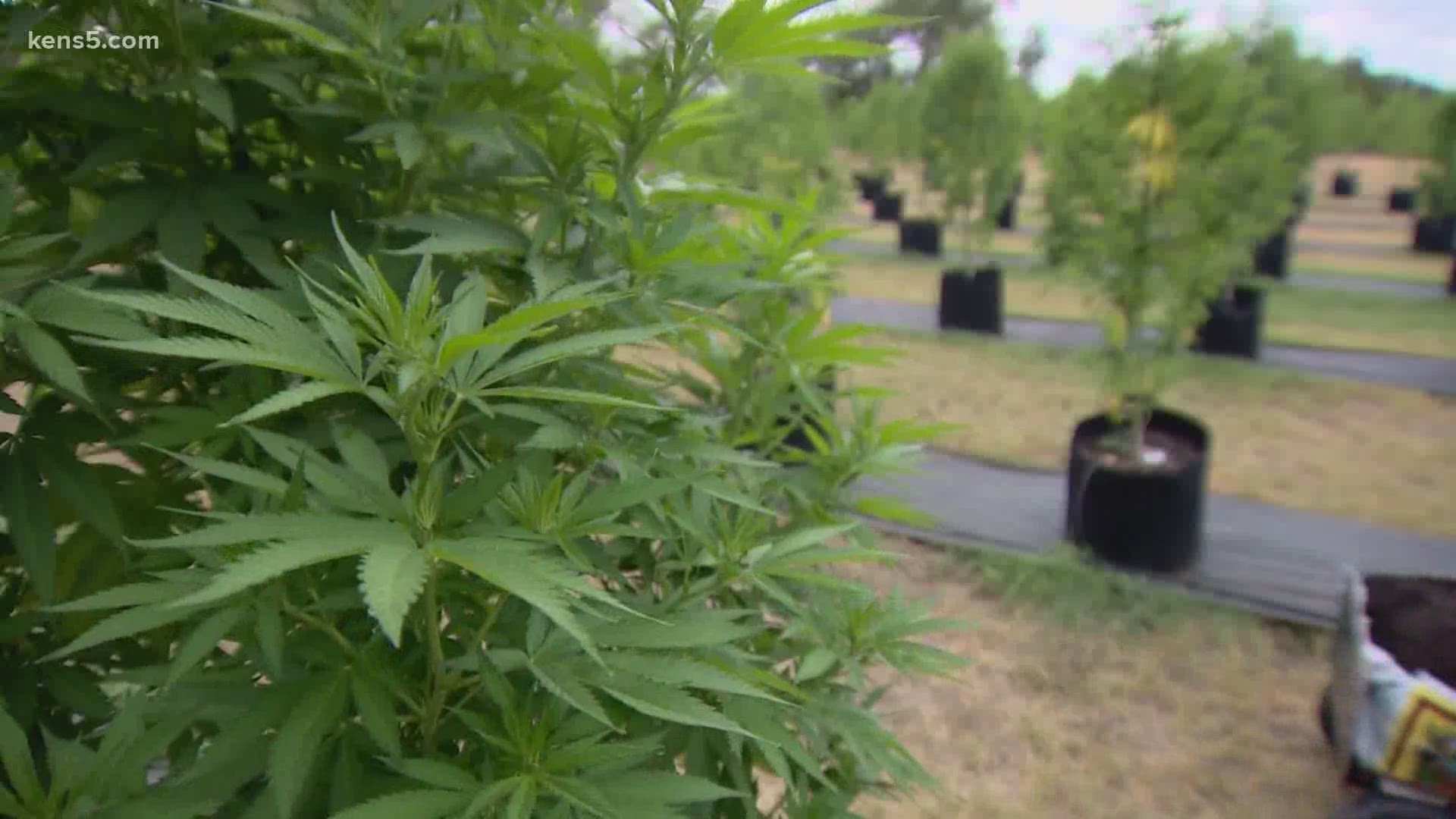 Texas lawmakers gave the green light to grow hemp  last year.  The owners of Pur IsoLabs said their farm is growing hemp, and it’s the first of it’s kind in Texas.