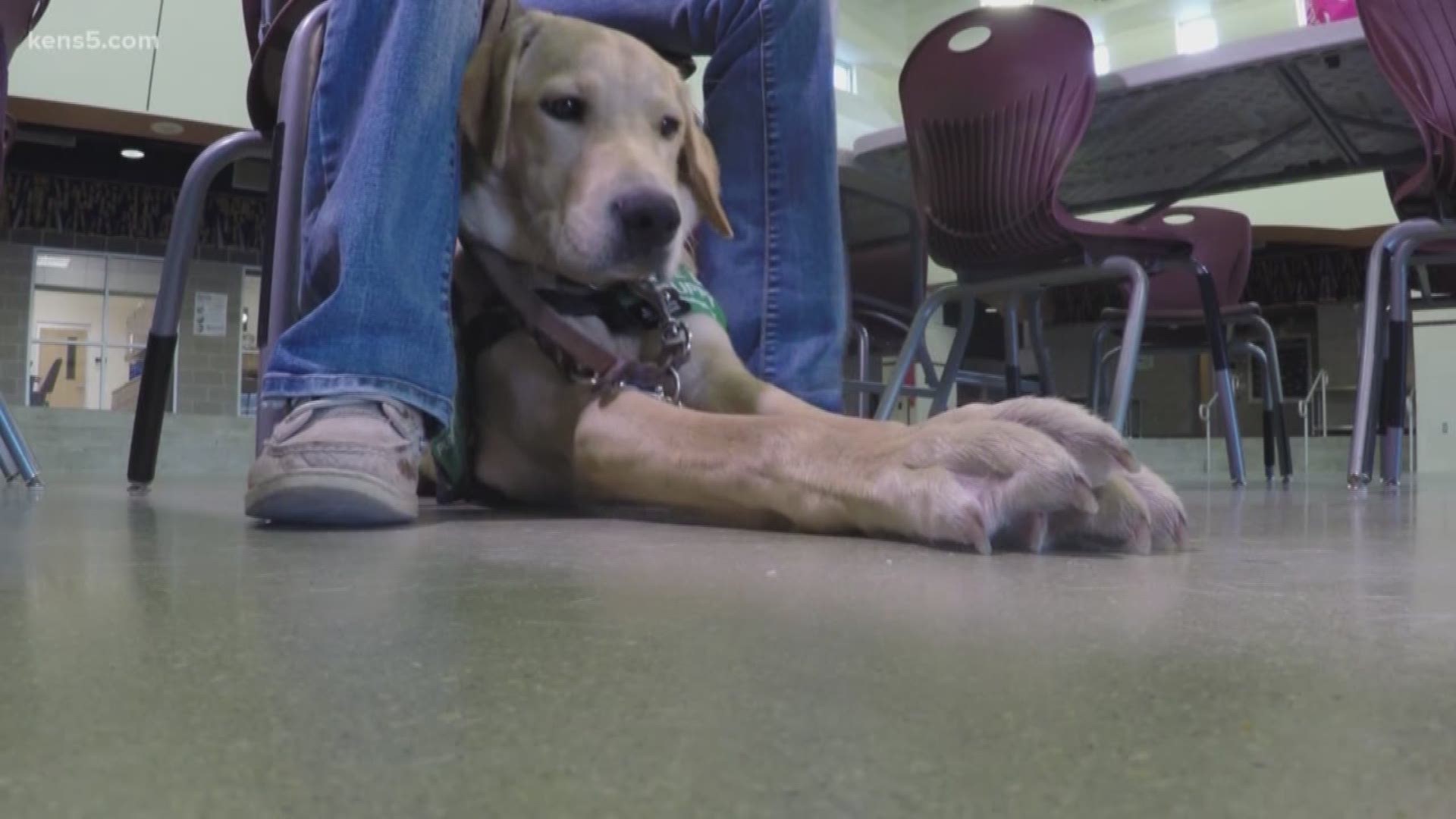 See how a North East ISD school is making a change by bringing in friends with four paws.